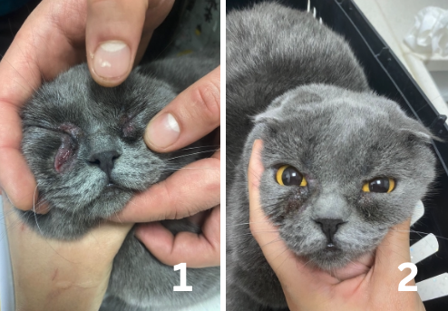 animal-case-00001