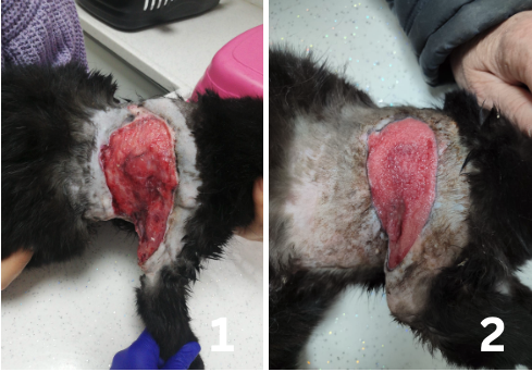 animal-case-00003