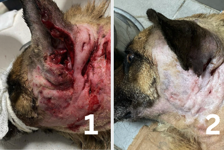 animal-case-00005
