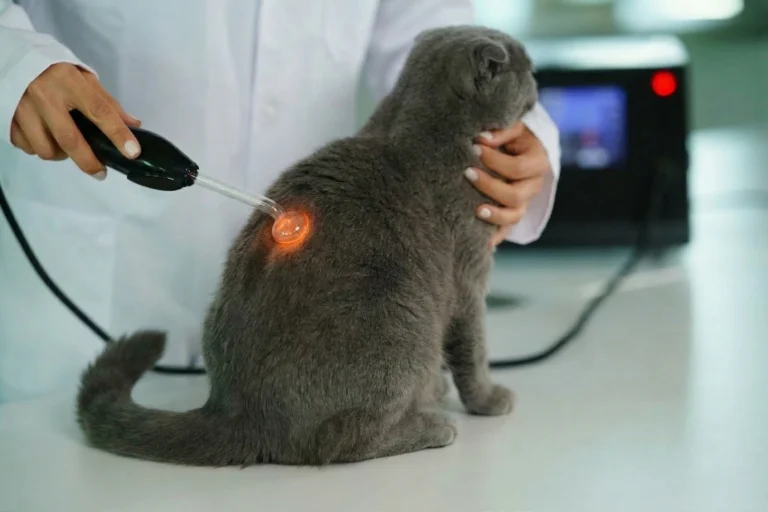 kedi-pet-device-2234